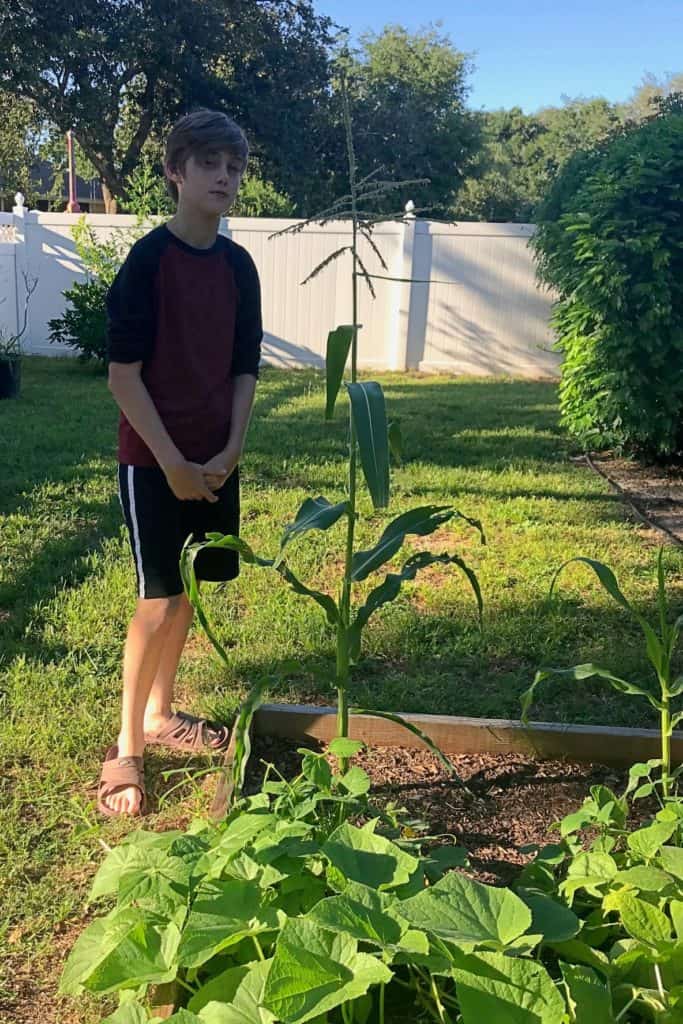Measuring the height of the cornstalk next to the teenager