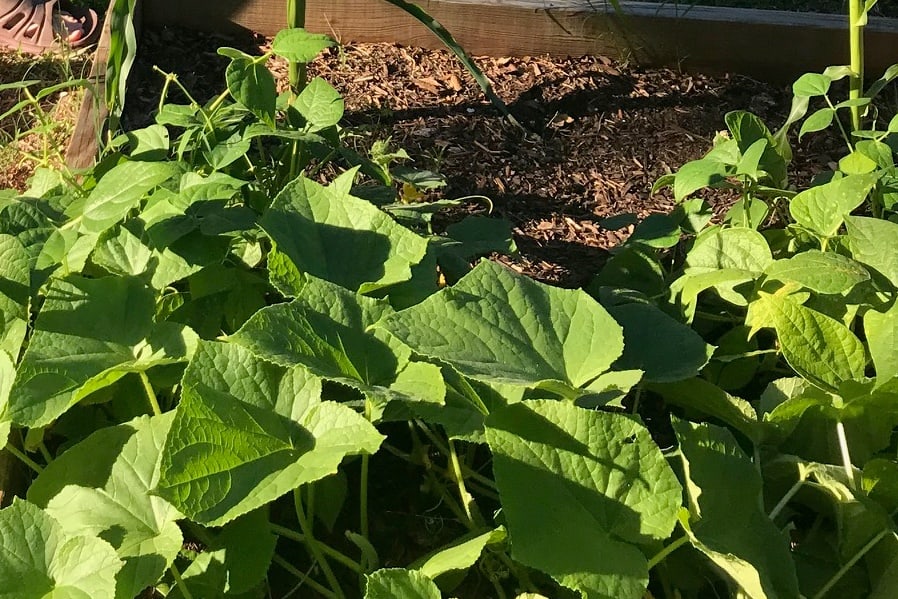 Our cucumber plants are spreading throughout the garden