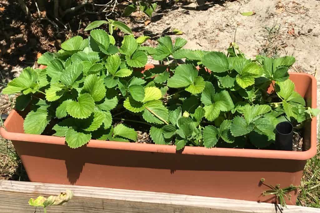 Growing strawberries in an earth box