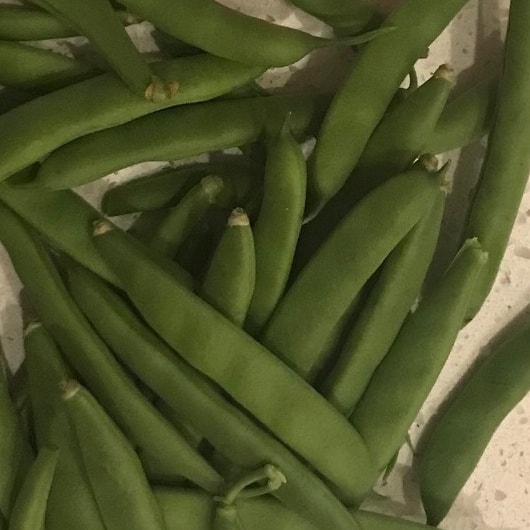 green beans grown in our garden