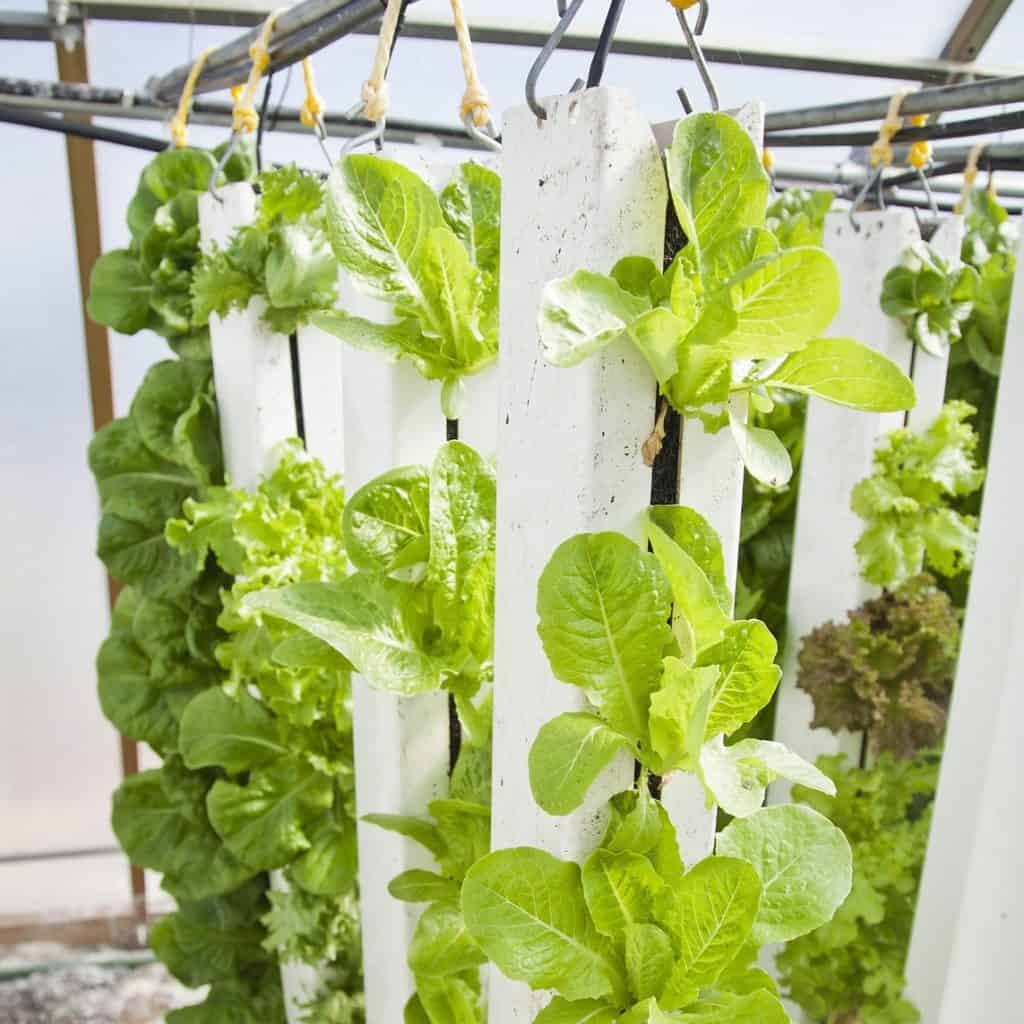 Vertical hydroponic gardens are great for small spaces