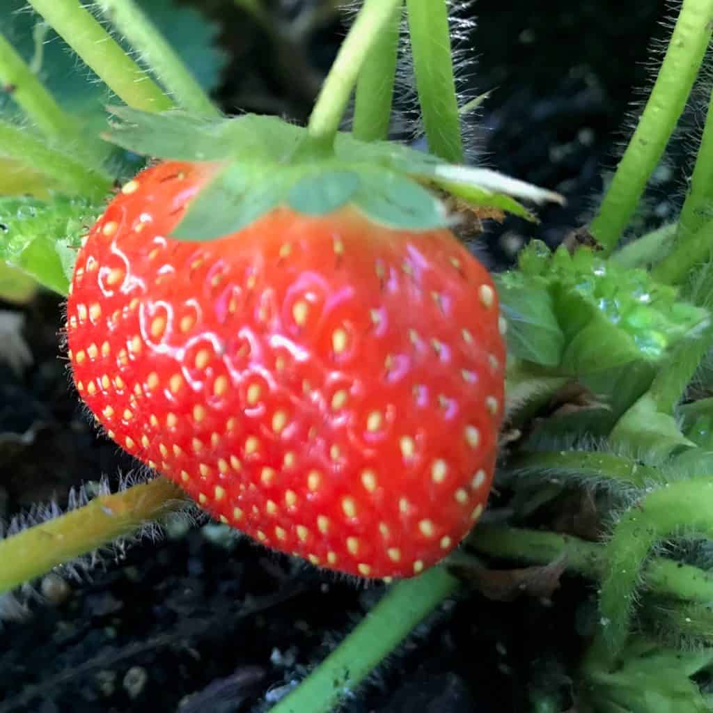 Our first ripe strawberry of the season